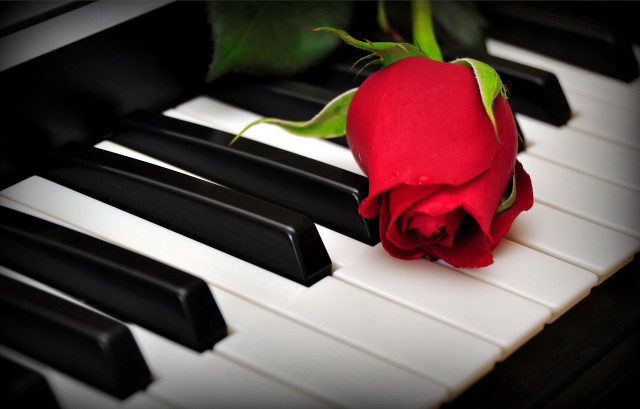 Red rose piano keyboard black free wallpaper for desktop - medium preview image