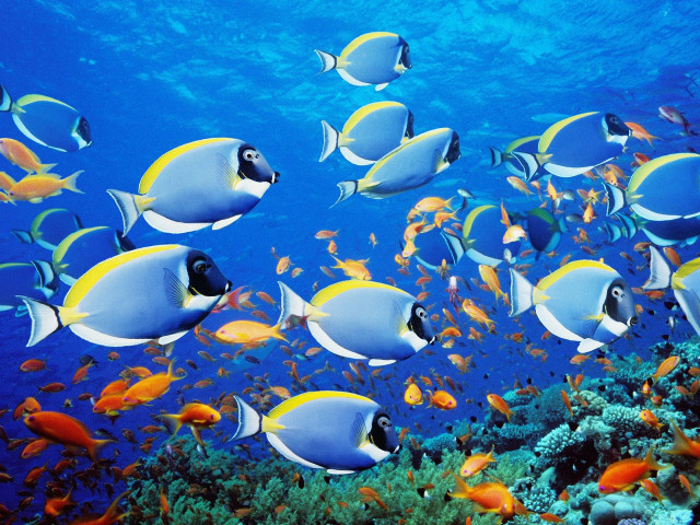 Large group fish ocean coral free wallpaper for desktop - medium preview image