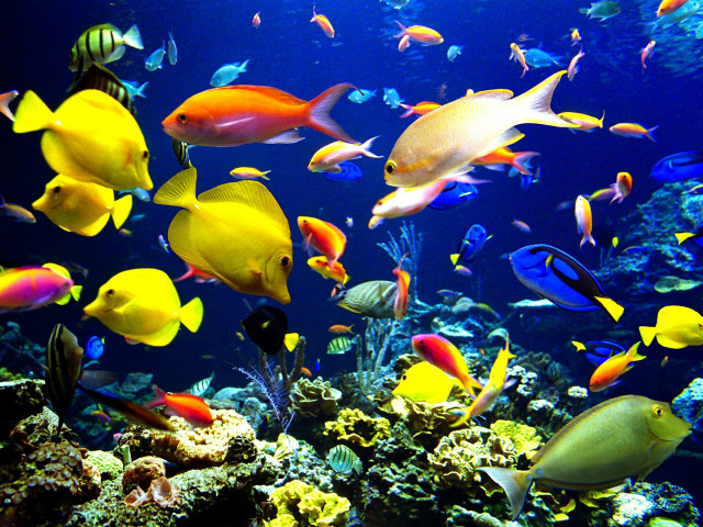 Large group fish aquarium water #2 free wallpaper for desktop - medium preview image