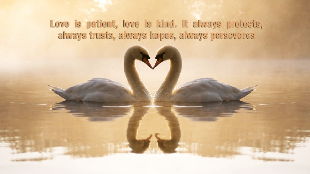 Swans heart shape water neck free wallpaper for desktop - medium preview image
