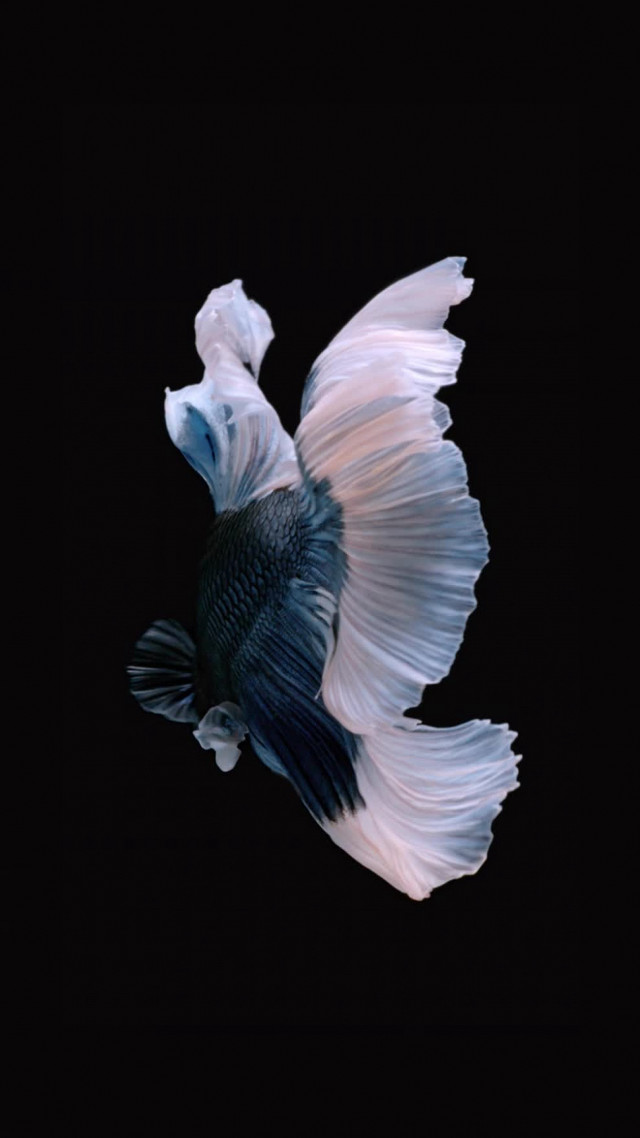 White blue fish holography photorealistic free wallpaper for mobile - medium preview image