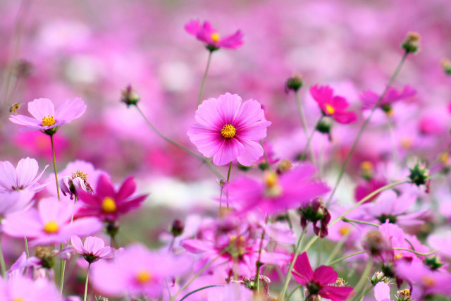 Pink flowers bee field nature free wallpaper for desktop - medium preview image