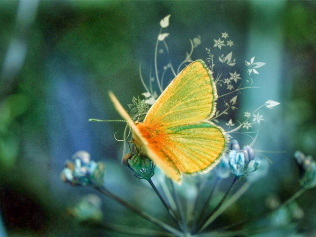 Yellow butterfly flower field blue #2 free wallpaper for desktop - medium preview image