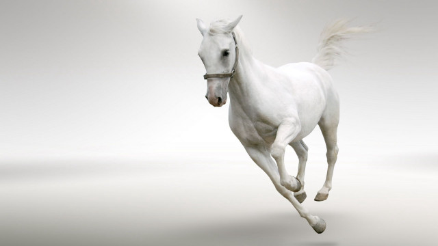 White horse running light background free wallpaper for desktop - medium preview image