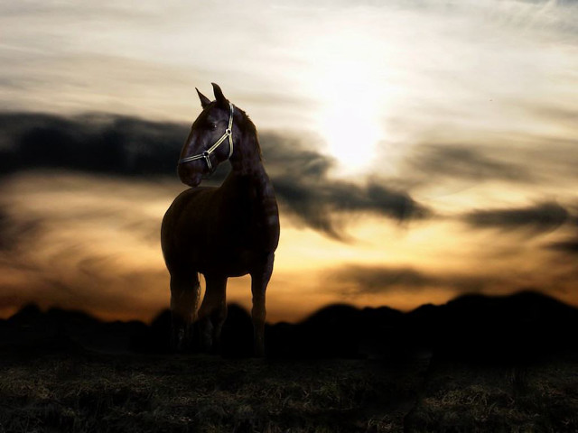 Horse sunset field clouds sky #2 free wallpaper for desktop - medium preview image