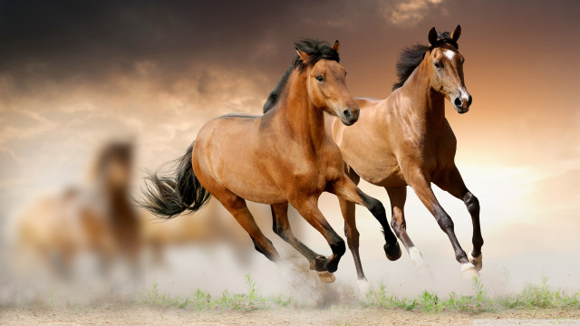 Horses running in air cloudy free wallpaper for desktop - medium preview image