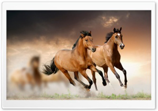 Two horses running sky background free wallpaper for desktop - medium preview image