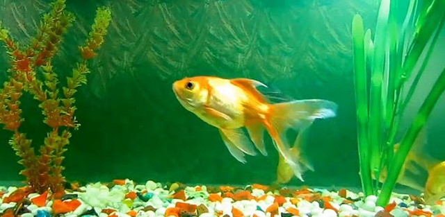 Fish aquarium plants rocks gravel free wallpaper for desktop - medium preview image