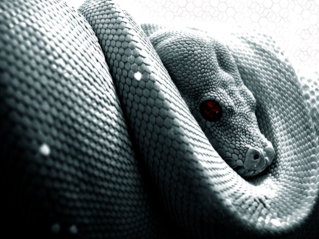 Snake wrapped pillow red eyes free wallpaper for desktop - medium preview image