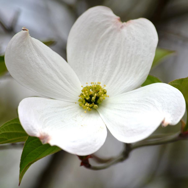 White flower green leaves tree #2 free wallpaper for tablet - medium preview image