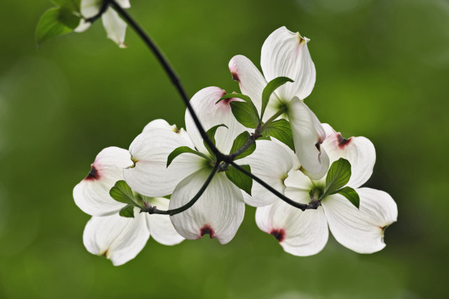White flower pink tips branch free wallpaper for desktop - medium preview image