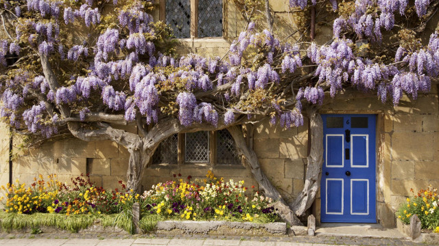 Blue door flowering tree building free wallpaper for desktop - medium preview image