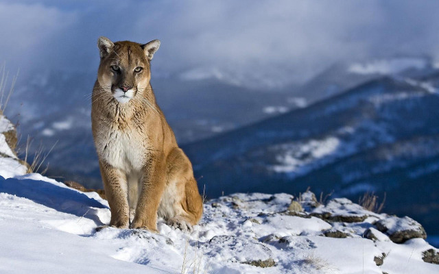 Mountain lion snowy mountain top free wallpaper for desktop - medium preview image
