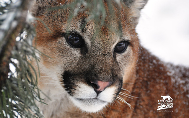 Mountainlion snow pinetree portrait blurry free wallpaper for desktop - medium preview image