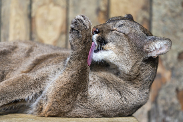 Cat yawning laying blurry background free wallpaper for desktop - medium preview image
