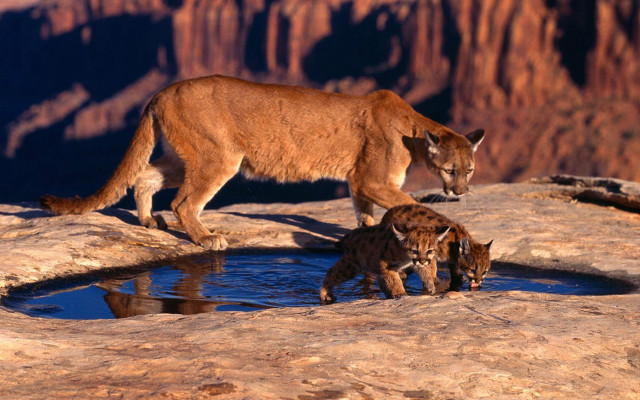 Mountain lion cubs drinking water free wallpaper for desktop - medium preview image