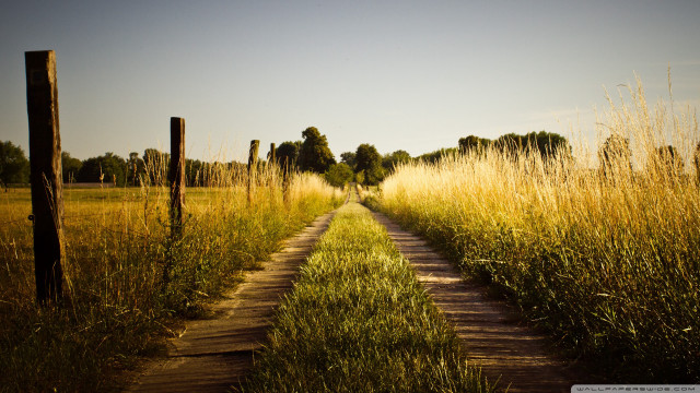 Dirt road field tallgrass trees free wallpaper for desktop - medium preview image