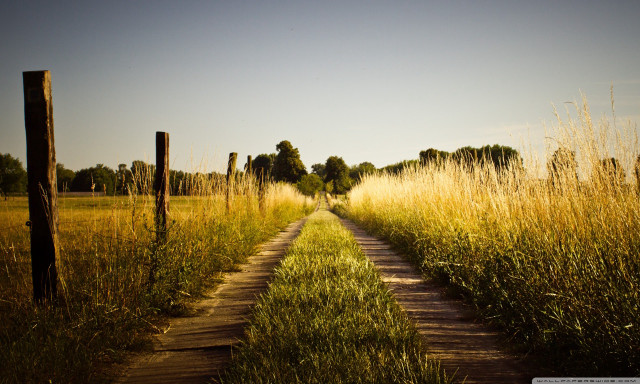Dirt road field tallgrass trees #2 free wallpaper for desktop - medium preview image