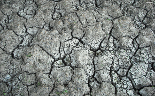 Cracked tree trunk grass growing free wallpaper for desktop - medium preview image