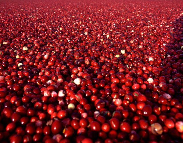 Large amount red berries middle free wallpaper for desktop - medium preview image