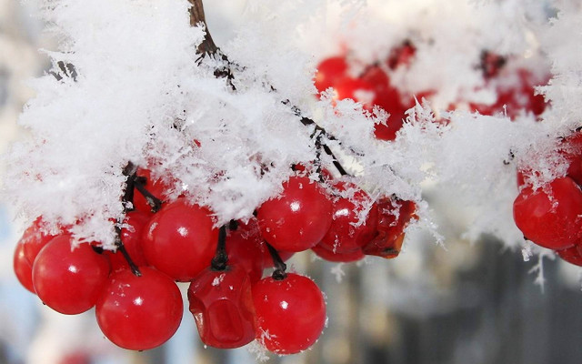 Red berries snow ice branches free wallpaper for desktop - medium preview image