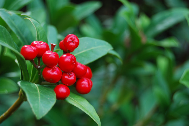 Red berries green leaves water free wallpaper for desktop - medium preview image
