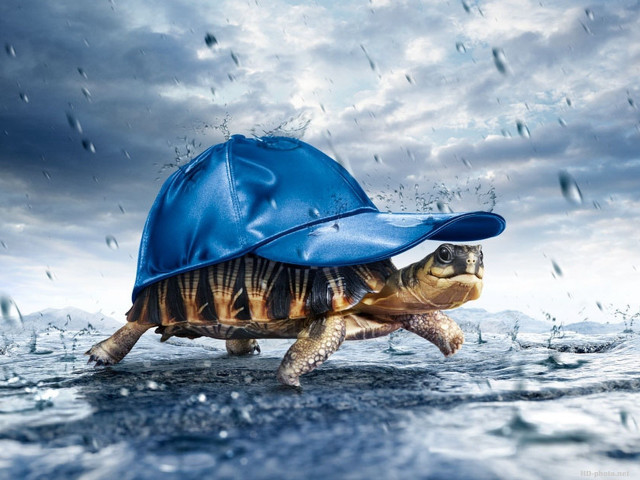 Turtle blue hat rain jacket free wallpaper for desktop - medium preview image