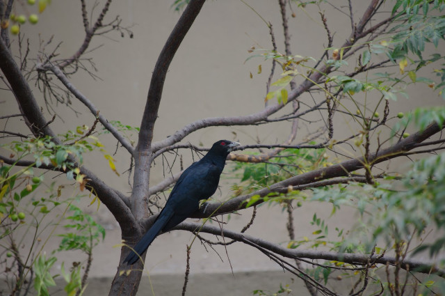 Bird branch leaves building bamboo free wallpaper for desktop - medium preview image