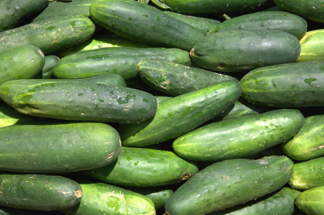 Cucumbers pile tabletop waterdroplets green free wallpaper for desktop - medium preview image