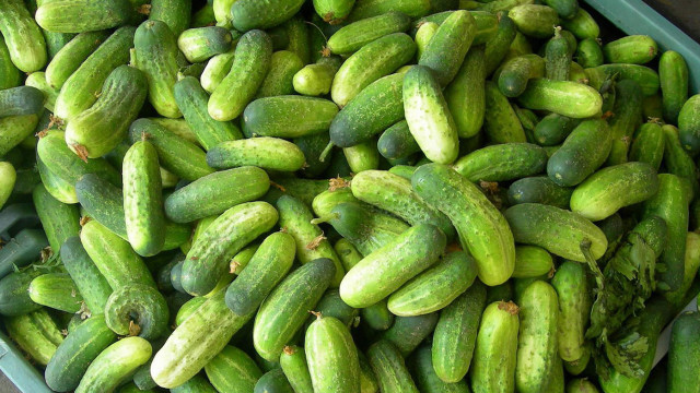 Large container filled cucumbers tabletop free wallpaper for desktop - medium preview image