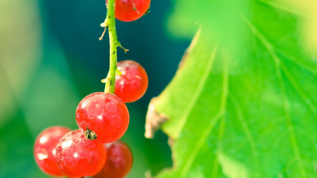 Red berries green leaves water #2 free wallpaper for desktop - medium preview image