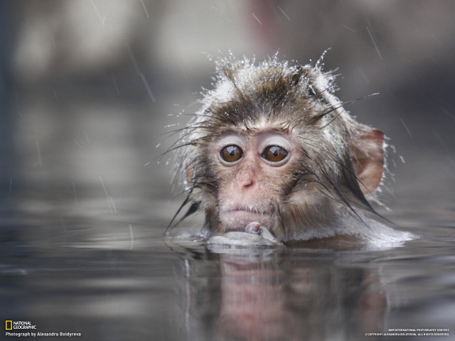Monkey swimming water head above free wallpaper for desktop - medium preview image