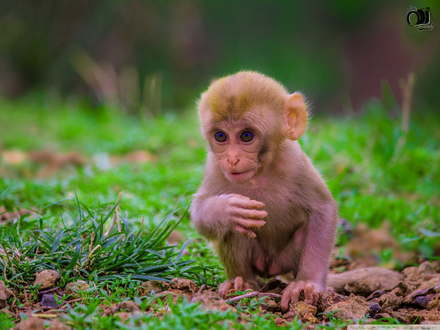 Small monkey green field forest free wallpaper for desktop - medium preview image
