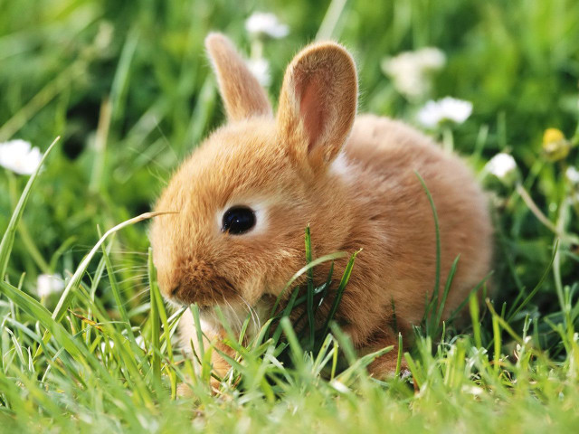 Small rabbit sitting grass wide free wallpaper for desktop - medium preview image