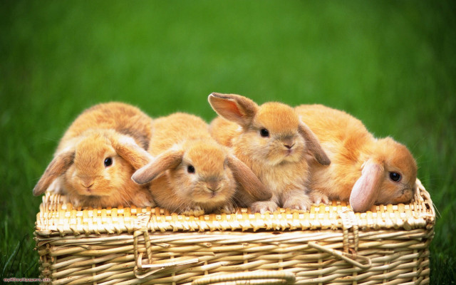 Rabbits basket grass group sitting free wallpaper for desktop - medium preview image