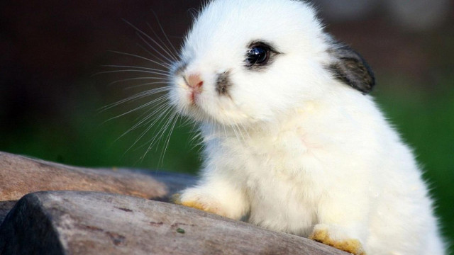 White rabbit wooden log green #2 free wallpaper for desktop - medium preview image