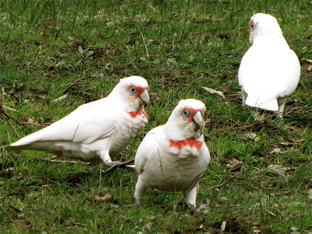 Three white birds grassy field free wallpaper for desktop - medium preview image