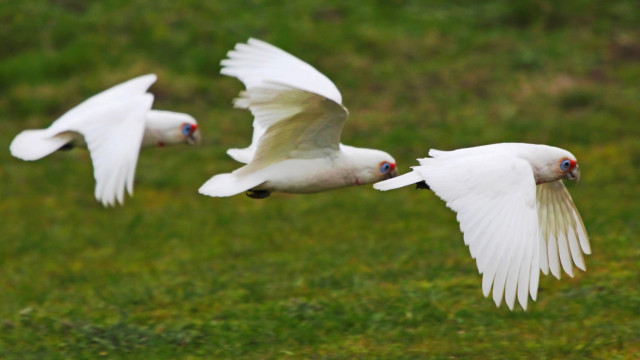 White birds flying lush green free wallpaper for desktop - medium preview image