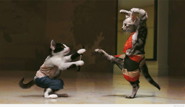 Cat playing another cat room free wallpaper for desktop - medium preview image