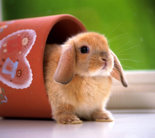 Small rabbit flower pot window free wallpaper for tablet - medium preview image