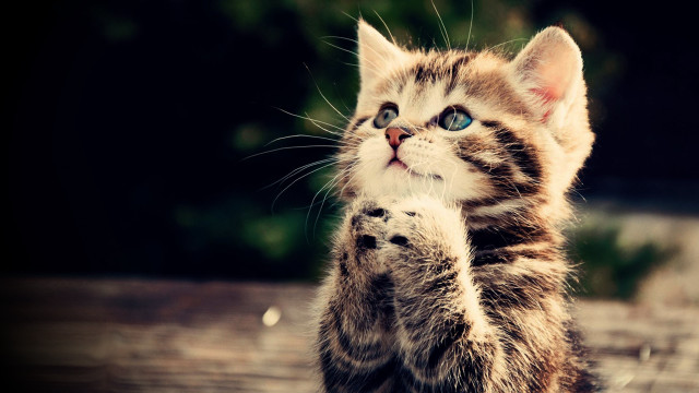 Kitten standing pawing camera wide #3 free wallpaper for desktop - medium preview image