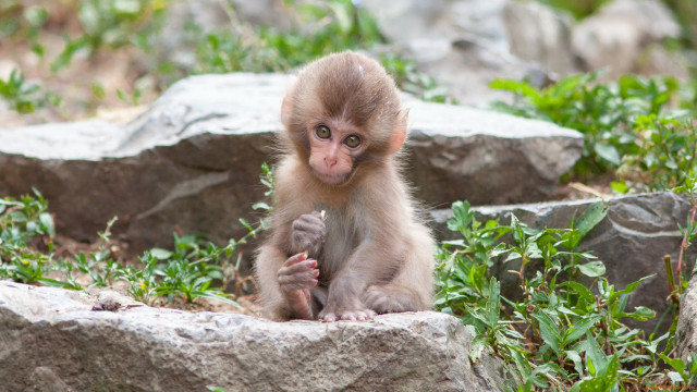 Small monkey sitting rock grass free wallpaper for desktop - medium preview image
