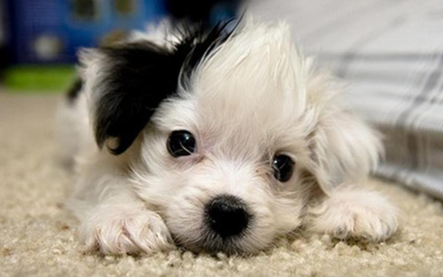 Small white black dog carpet free wallpaper for desktop - medium preview image