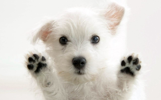Small white dog paws up #7 free wallpaper for desktop - medium preview image