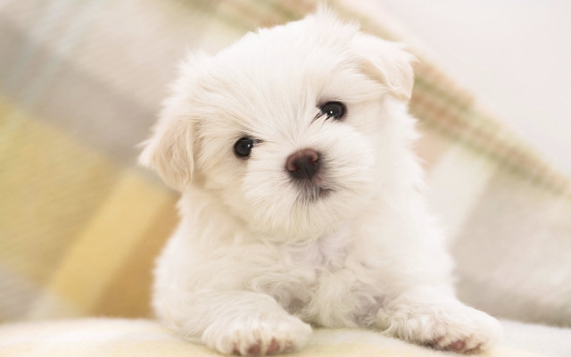 Small white dog couch pillow #4 free wallpaper for desktop - medium preview image