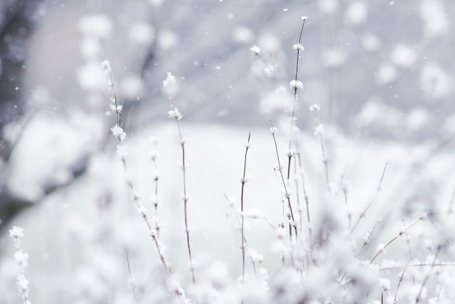 Plant snow car background snowstorm free wallpaper for desktop - medium preview image