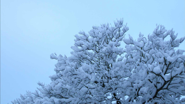 Snowy tree blue sky flying free wallpaper for desktop - medium preview image
