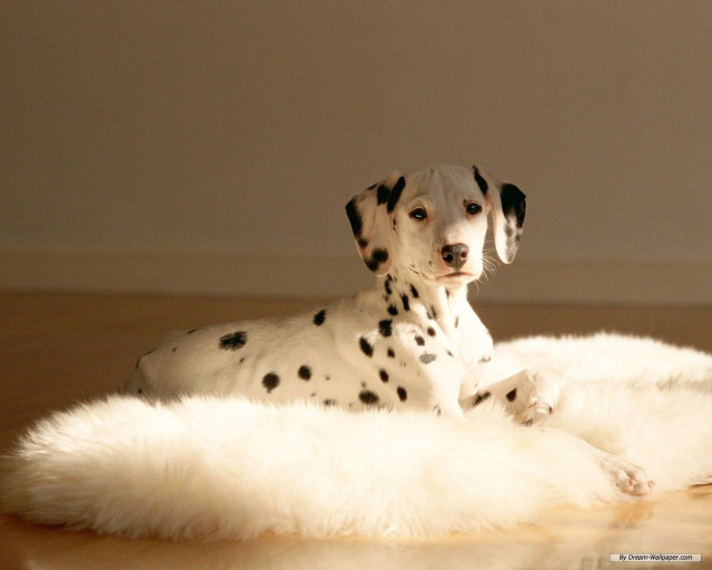 Dalmatian white rug wooden floor free wallpaper for desktop - medium preview image