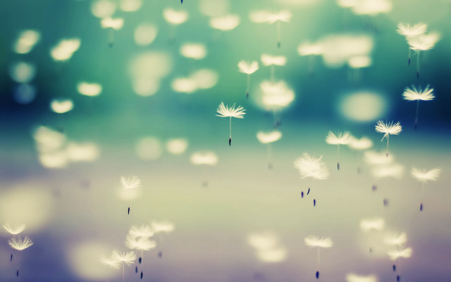 Blurry dandelion seeds flying air free wallpaper for desktop - medium preview image