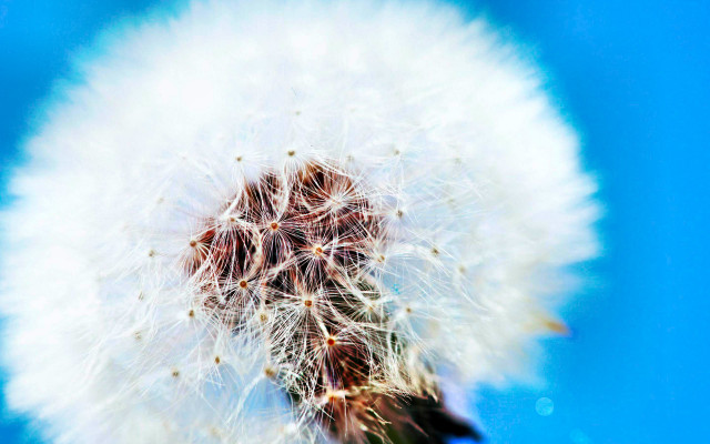 Dandelion white seeds air blue free wallpaper for desktop - medium preview image